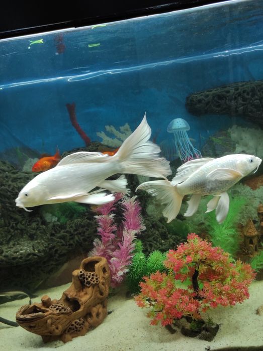 Oq Koi baliq (Platinum Ogon) sotiladi