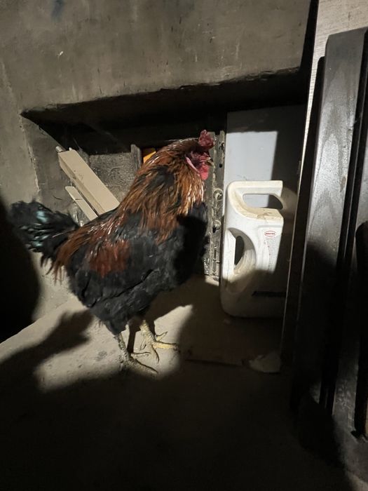 Damashni joja horozlar