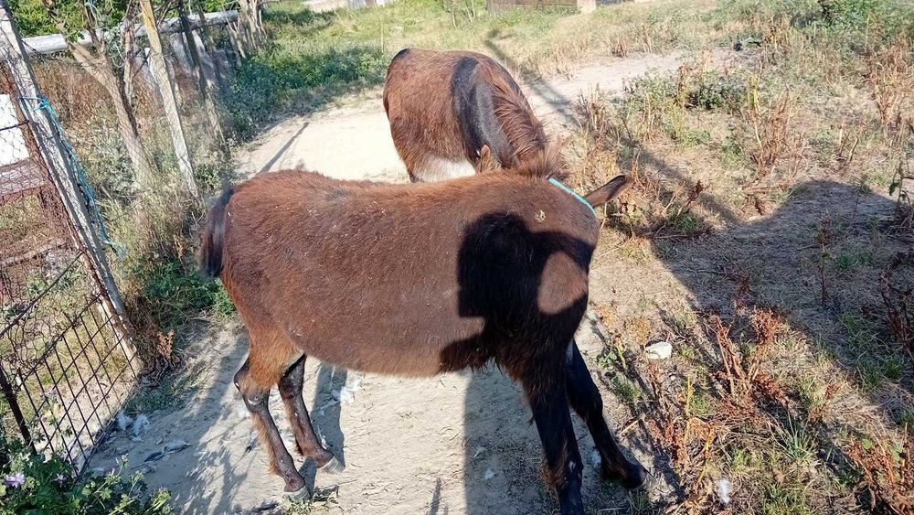 Magareata in varsta de 1 an