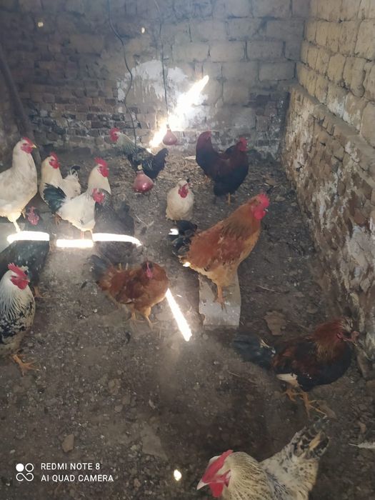 Петух! Разны порола