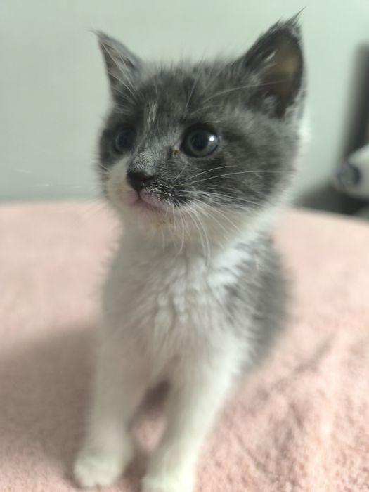 Котенок на пристройство