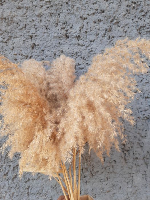 продавам цвят от декоративна тръстика