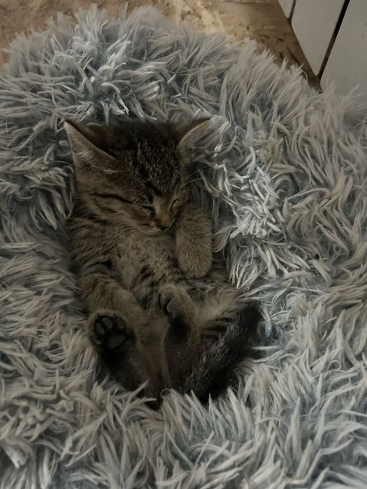 отдаем котенка в добрые руки,девочка