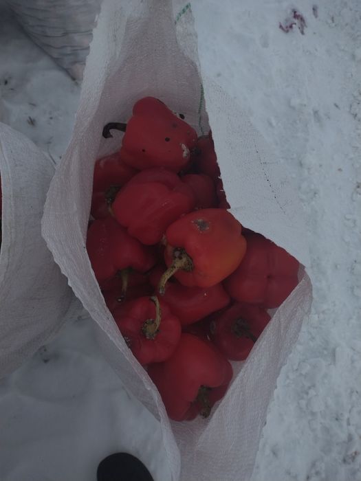 Пищевые корма для животных