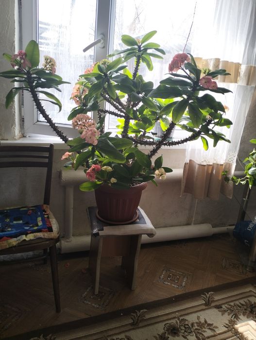 Гулдер ар турли багада