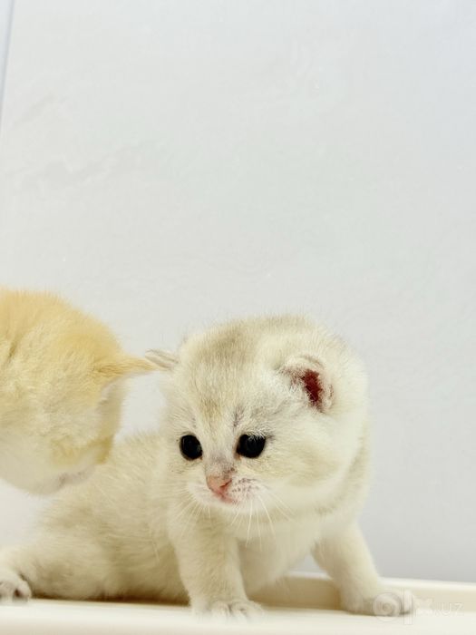 Британский котята