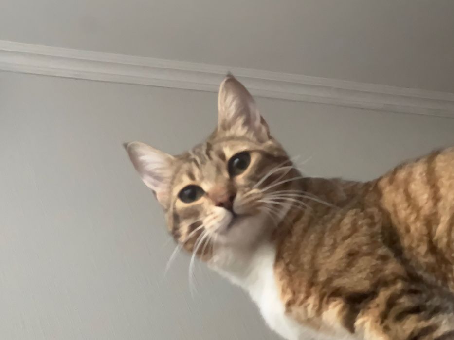 Отдам кошку в добрые руки.