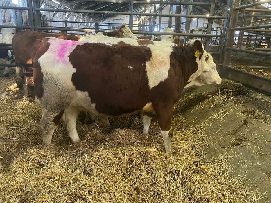 Голштейн, Golshteyn
Yevropadan naslli qoramollar yetkazib beramiz.