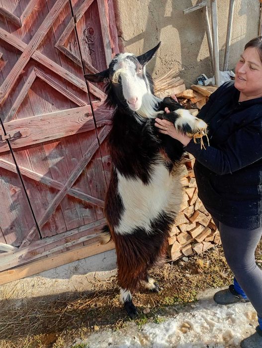 Capre metis de alpin