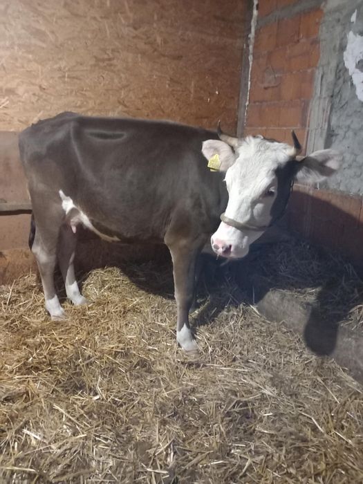 Vaca gestanta de vanzare