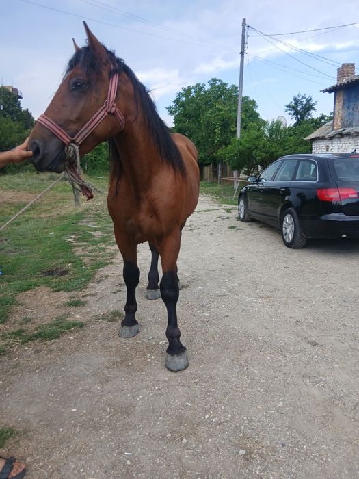 Vând harmasar 2 ani trage foarte bine