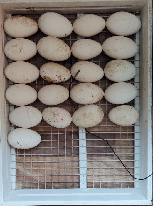 Инкубационное яйцо.