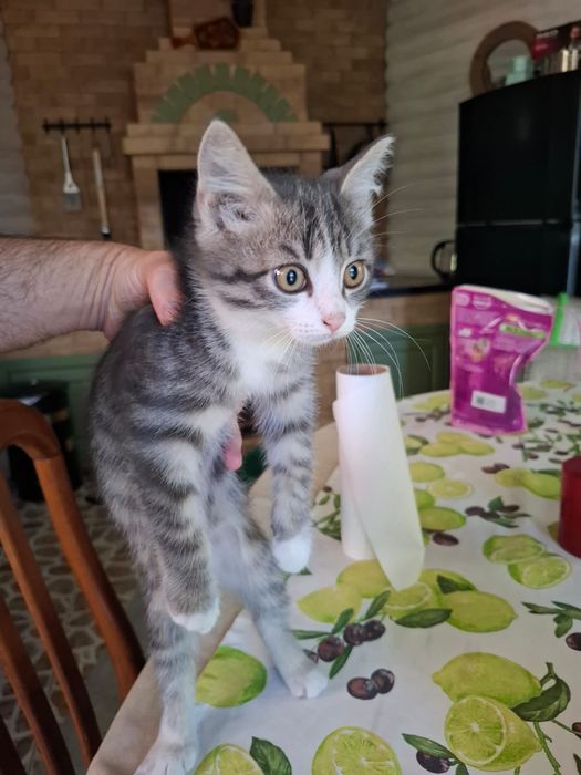 Котята 2 месяца