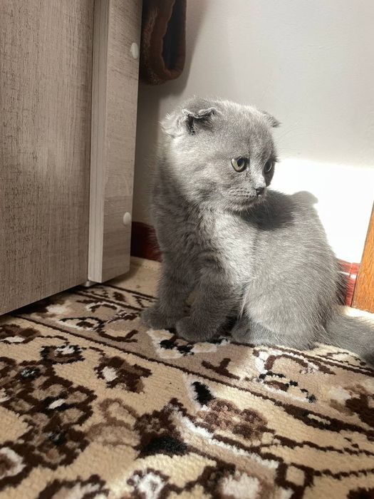 Zotli mushuk bolalari sotiladi
Soni: 3 ta
Yoshi: 2 oylik
Onasi: