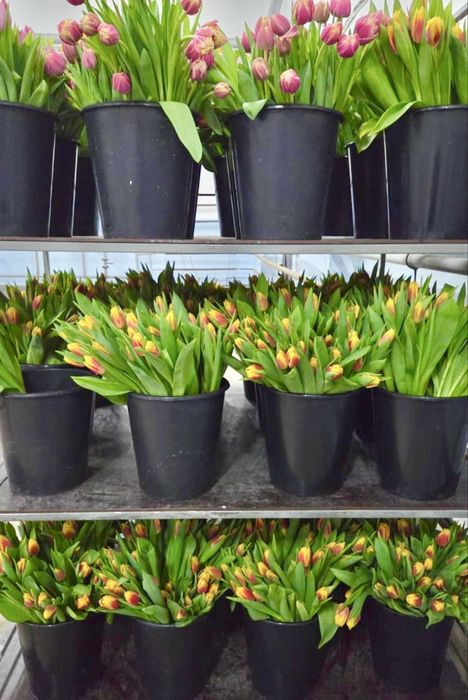 Тюльпаны в Караганде - опт и розница