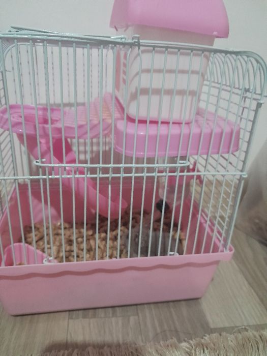 Продаю хомяка с клеткой+наполнитель+корм