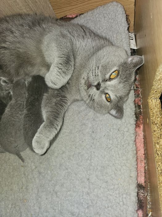 British shorthair blue