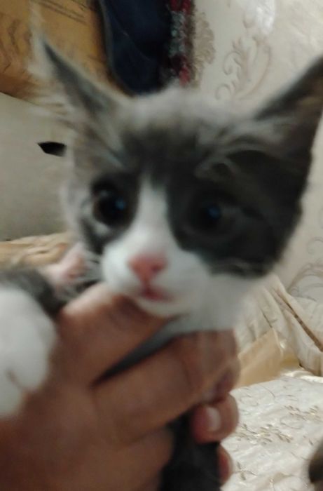 ПОДАРЮ котёнка в хорошие руки