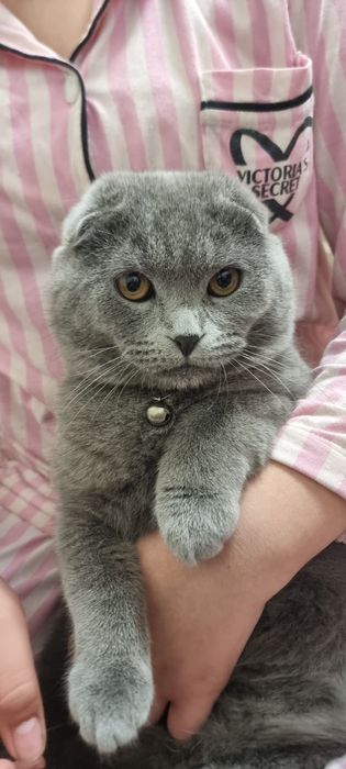 Juda muloyim va sokin xarakterli mushuk