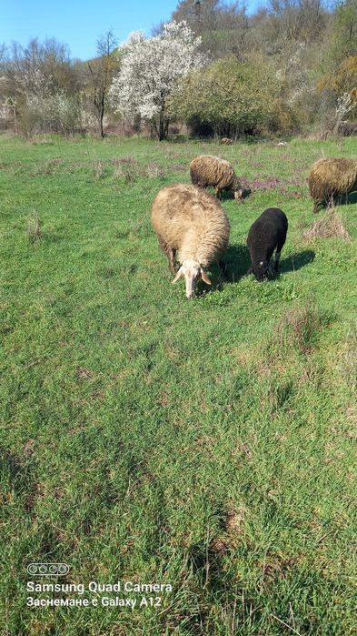 Овце за продаване редовни  и млади