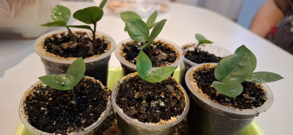 Замиокулькас детки (долларовое дерево)