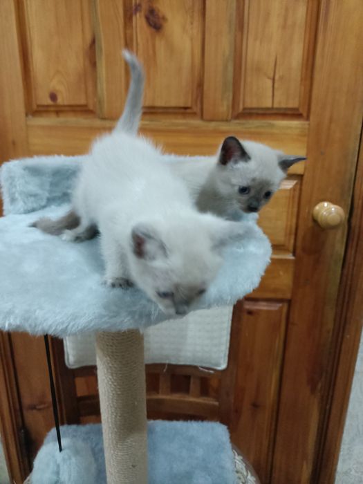 Британские и сиамские котята