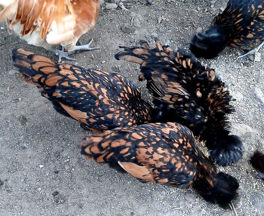 Familie gaini paduane