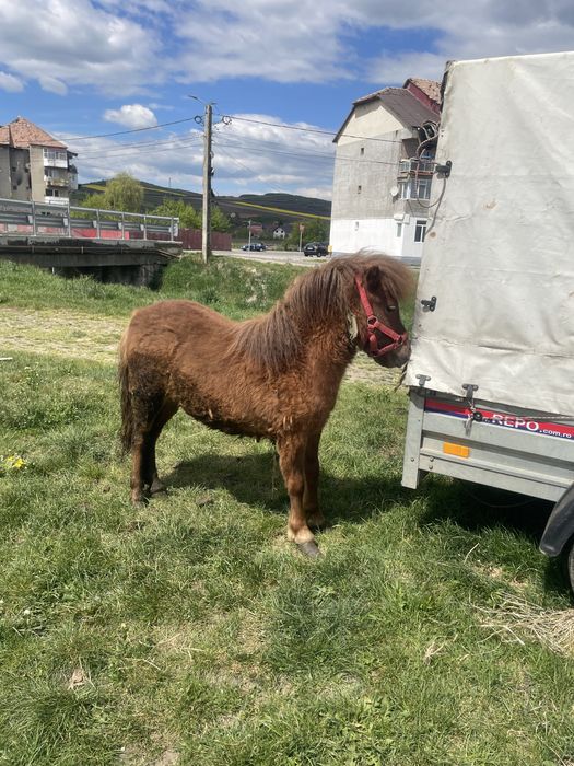 Vand poneita de doi ani