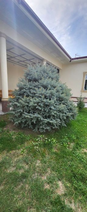 Ель голубая. (колючая)