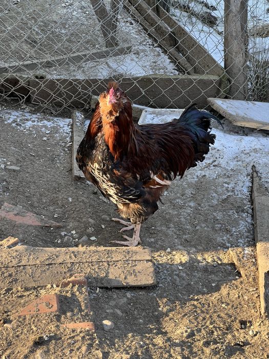 Cocos barbos si motat