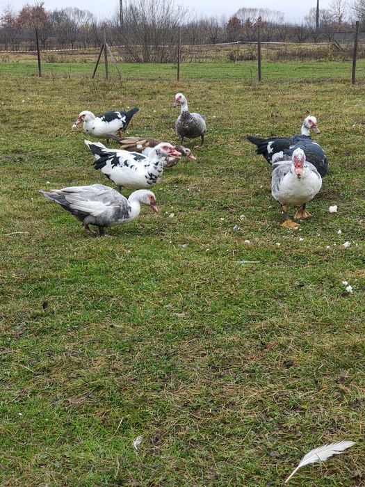 Gaste Toulouse și rate mute