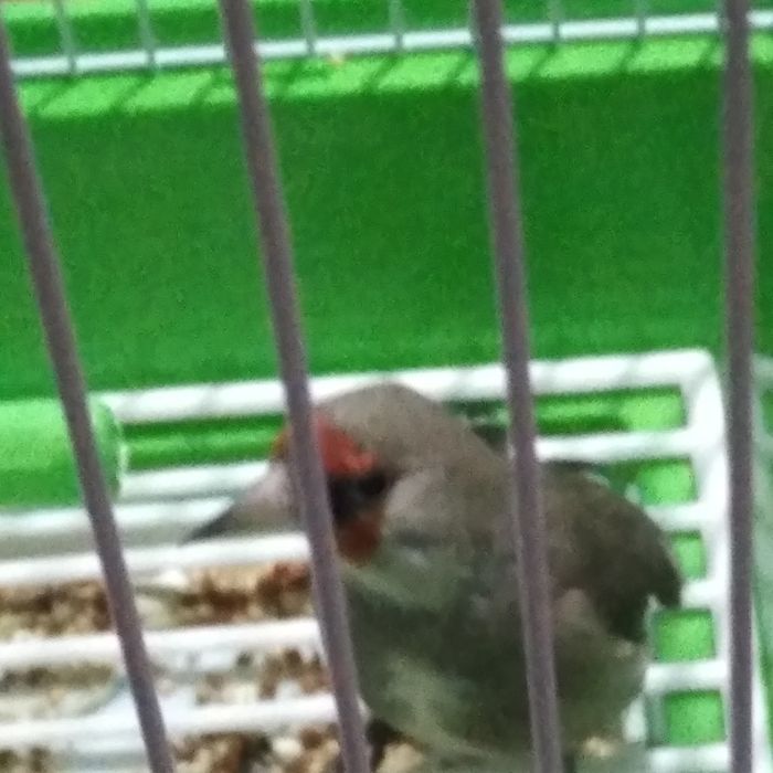 Сайроки сава куш сотилади