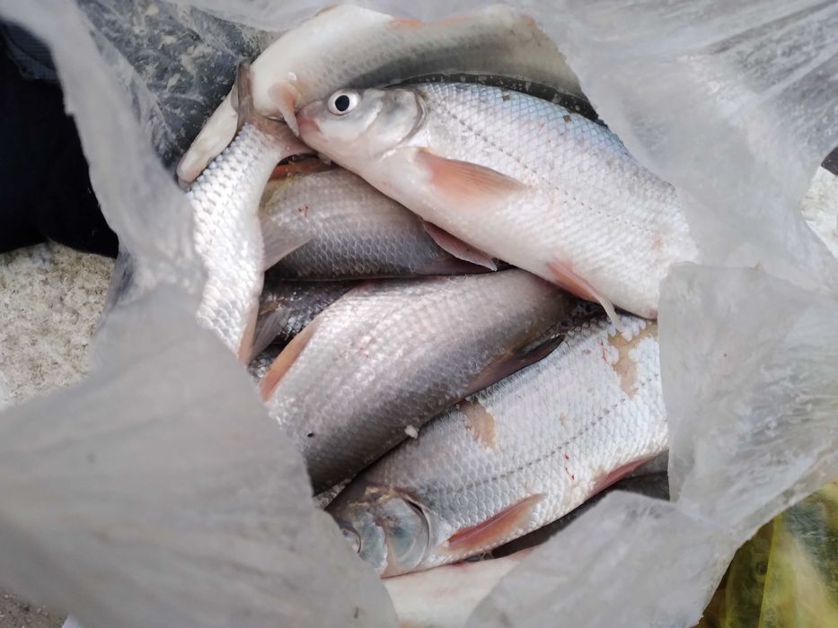 Свежая рыба вобла Қаракөз балығы