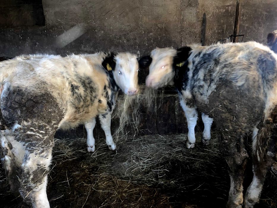 Vand 2 vitei belgieni si 1 vitea belgiana, 300 kg