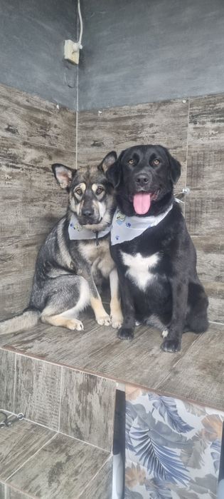 Frizerie canina Brasov Toby&Luna