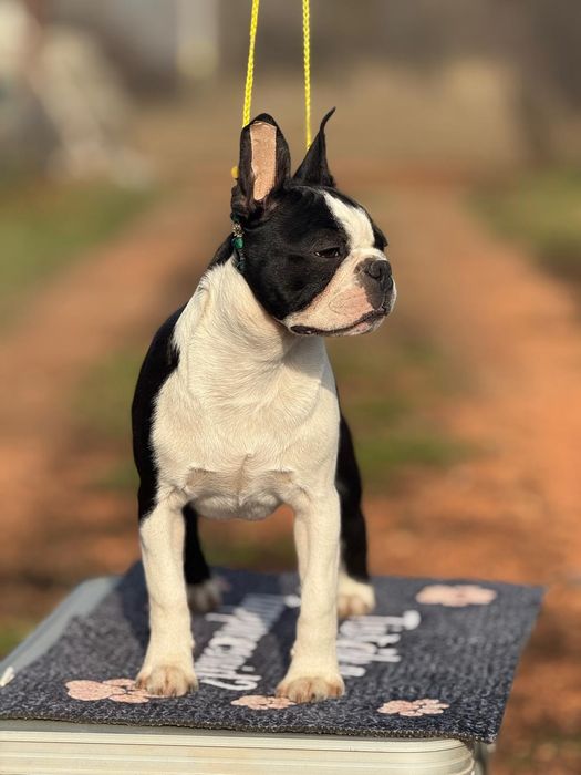 Pui mascul boston terrier