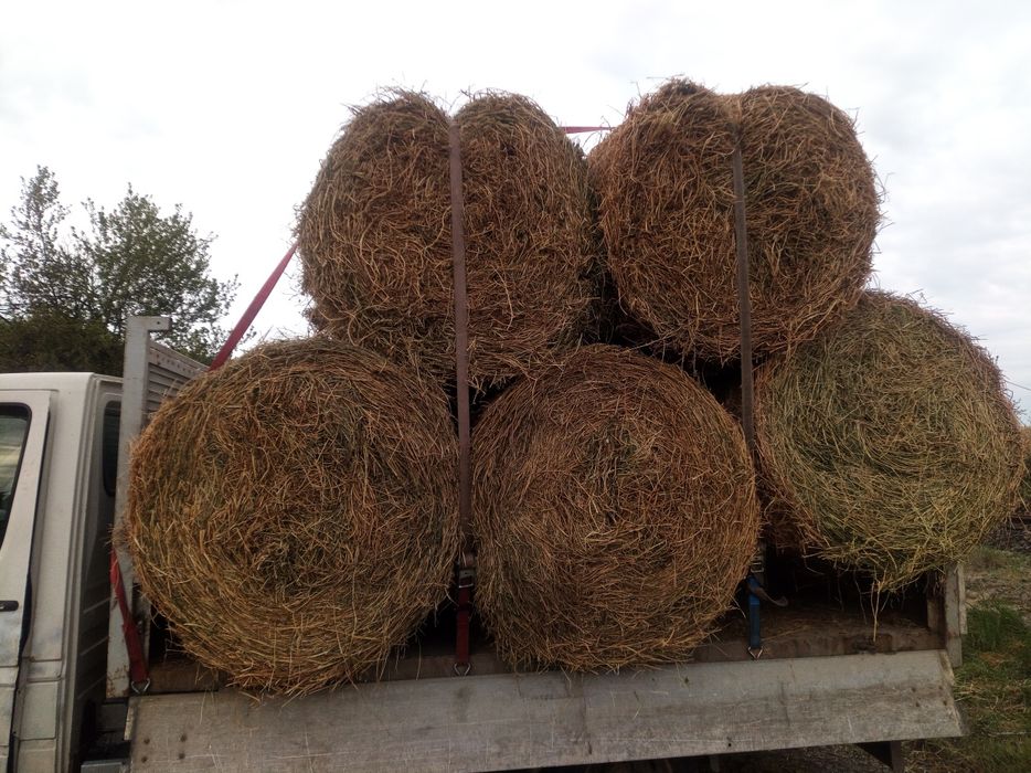 Lucernă asiguram transport