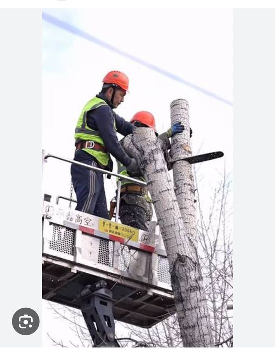 Спил деревьев ағаш кесу