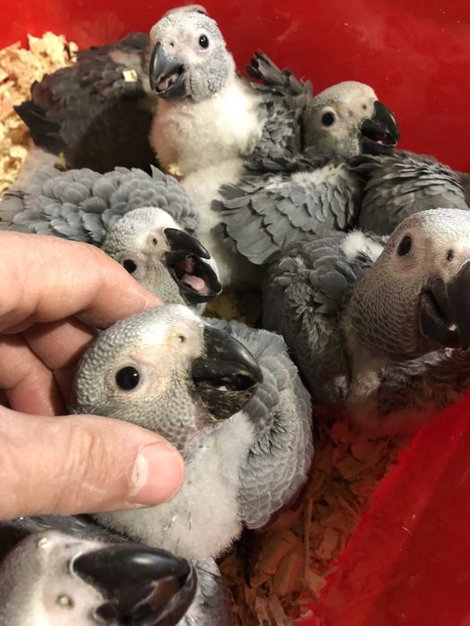 Папагали Жако-Конго