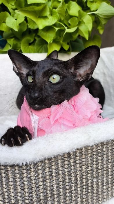 ОРИЕНТАЛЫ . Котята, Питомник