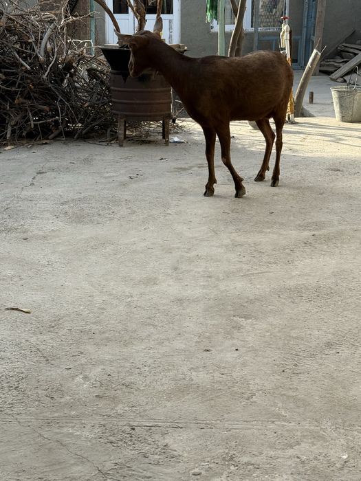 Мурсиана-Гранадина сотилади сут йуналиш