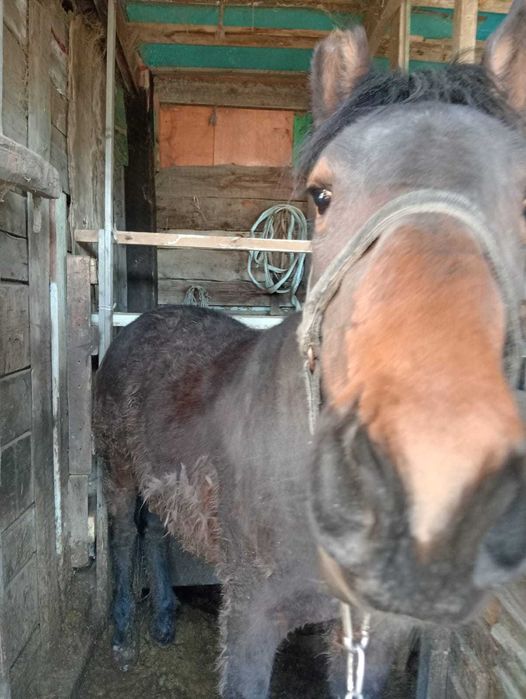 Продам лощадь (тай)