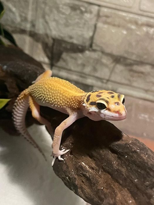 Vand set, gecko leopard