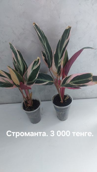 Растения разные. Домашние.