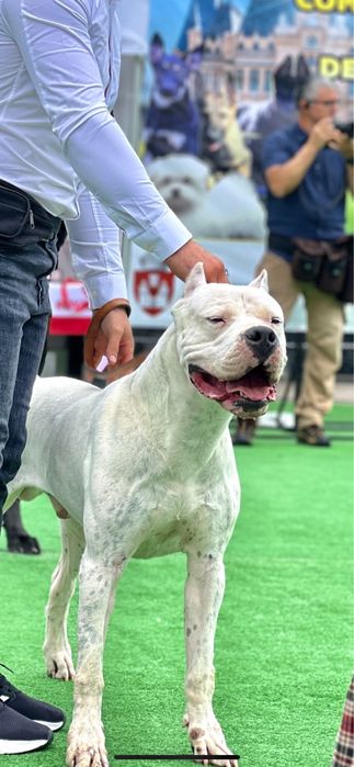 Mascul Dog Argentinian/Campion