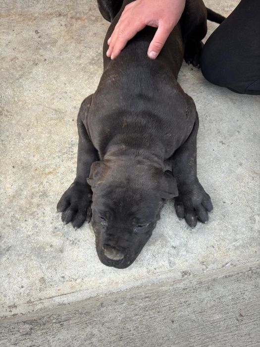 Cane corso de vanzare