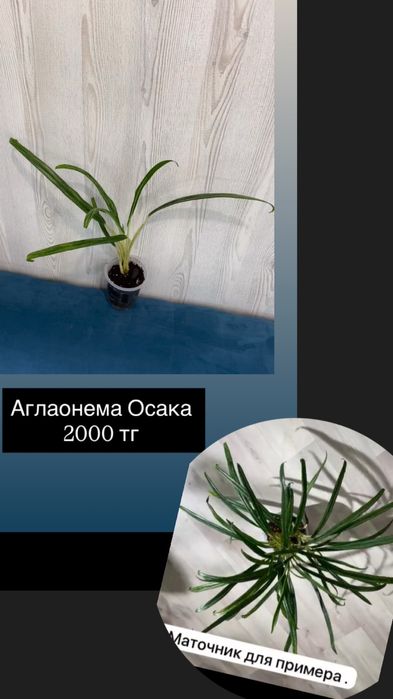 Домашние растения
