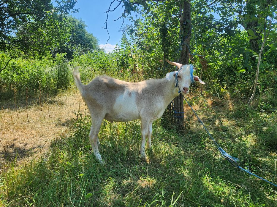 Vând țap tânăr .