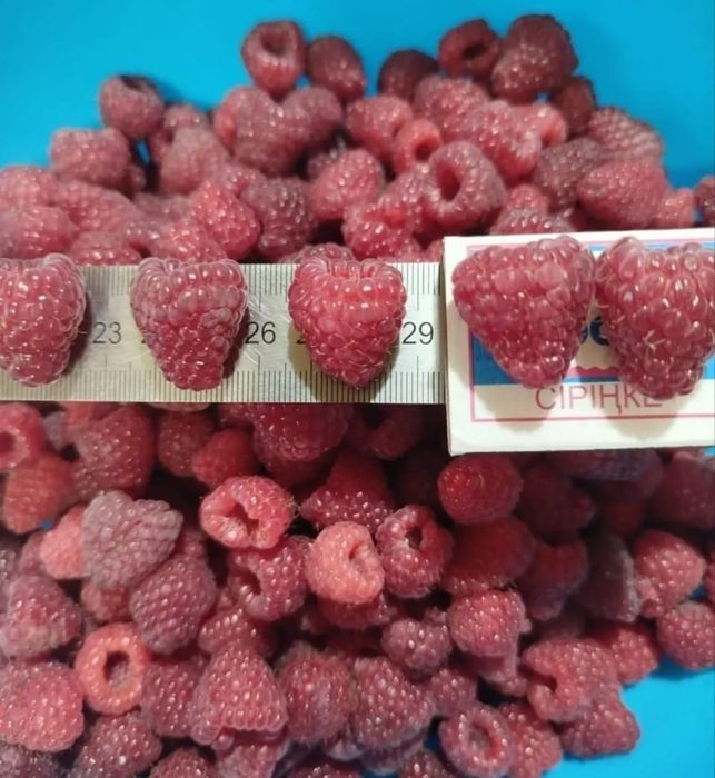 Продам саженцы ремонтантной малины