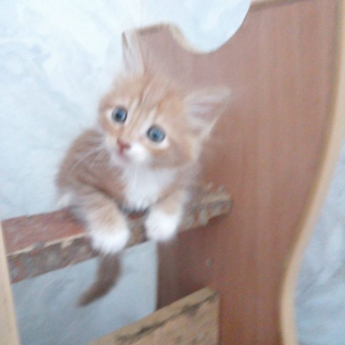 Наши маленькие котята